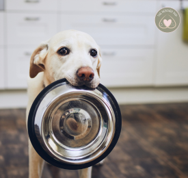 Extending Rescue Beyond the Shelter: Supporting Pet Families During the Shutdown