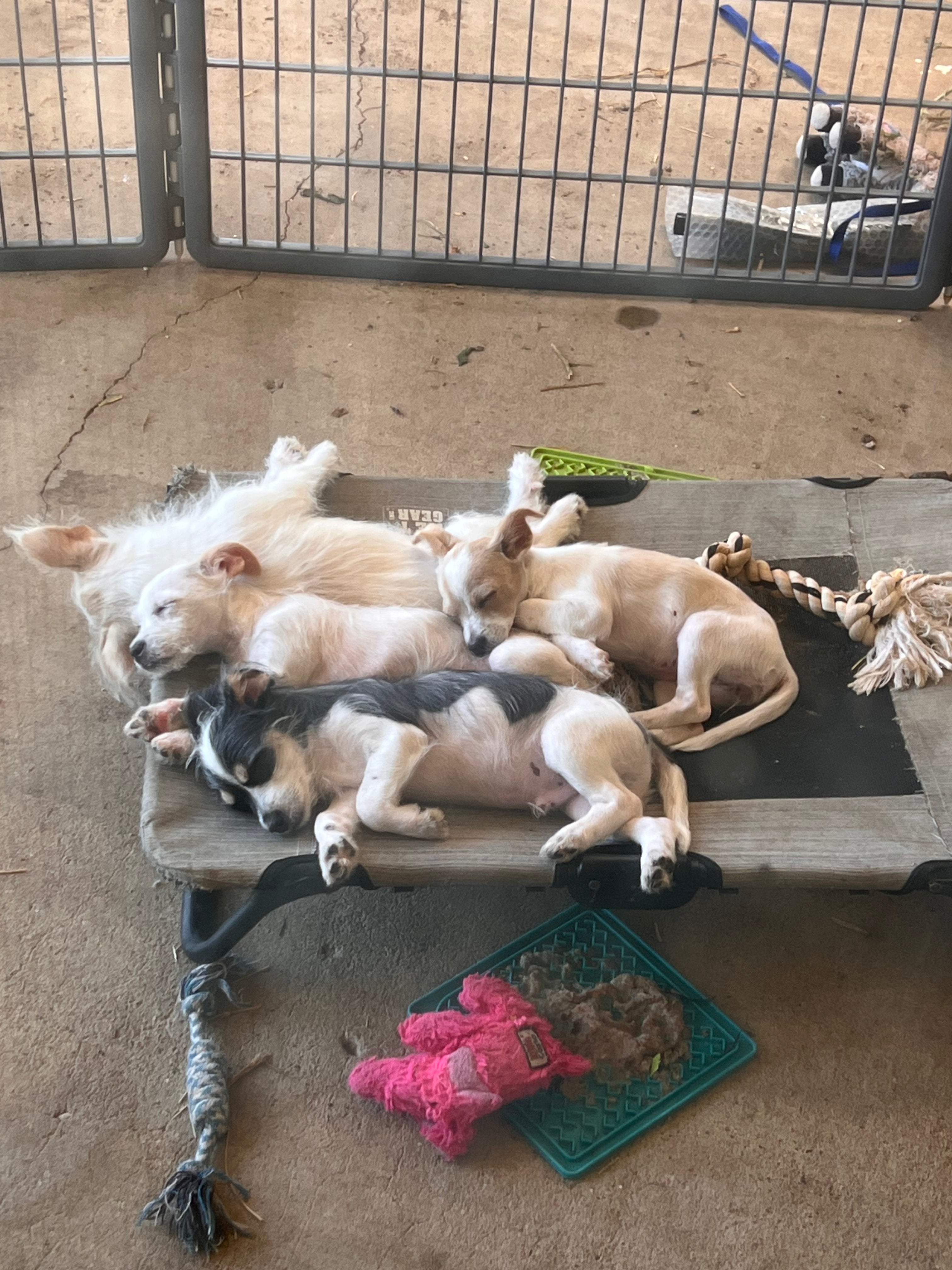 Puppy Adoption
