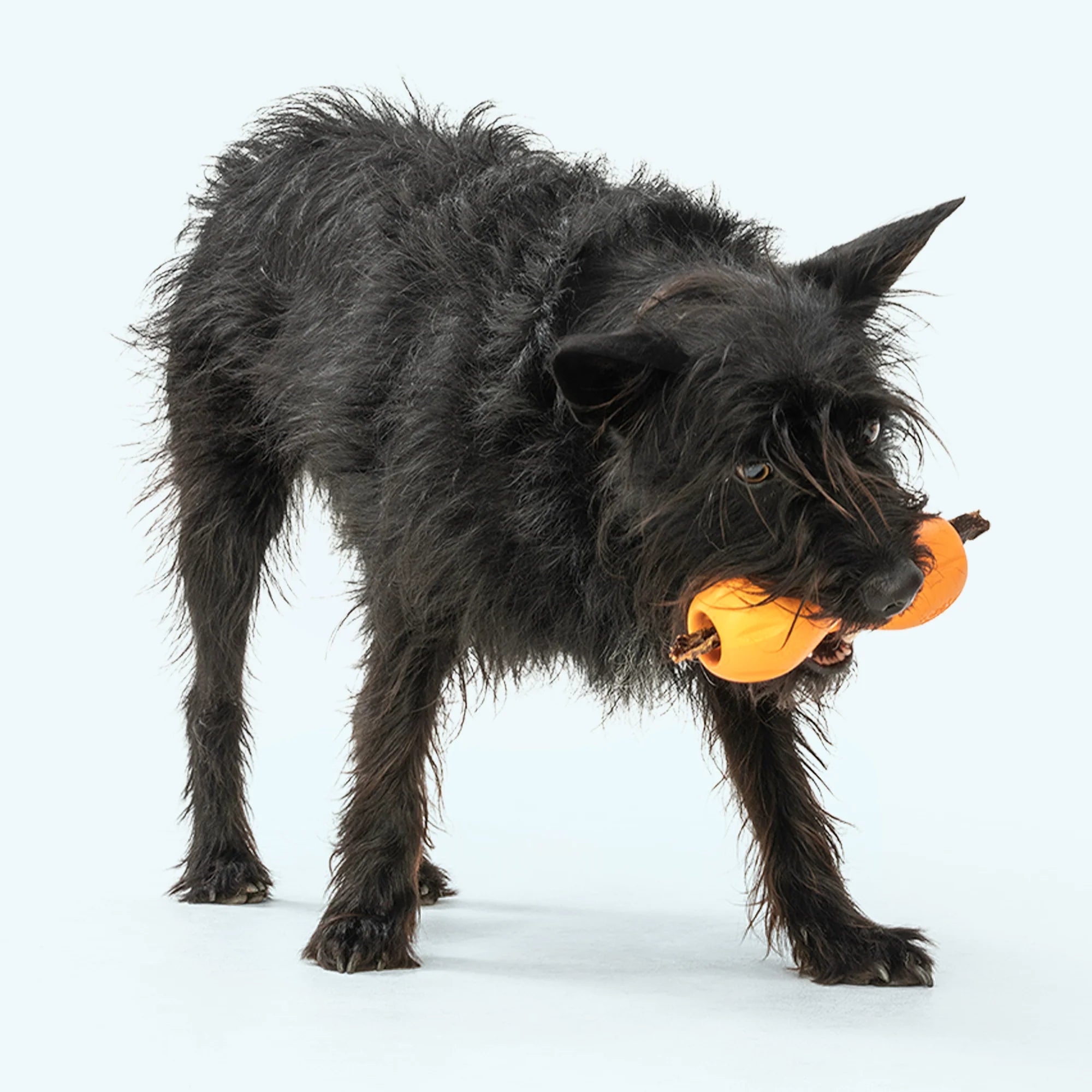 West Paw Qwizl® Treat Dispensing Dog Toy