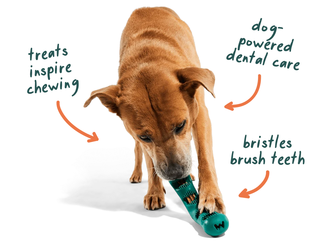 Woof Bite n’ Brush Dog Toothbrush & Dental Treat Holder
