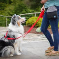 Blue-9 Balance Buckle-Neck Dog Harness, Black
