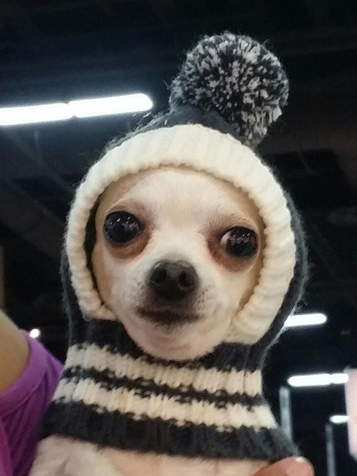 Hip Doggie Crown Knit Dog Hat