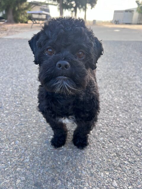 Curly Coated Chompasaurus for Adoption in Ramona, California.